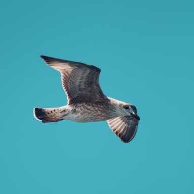 Placeholder Animation
